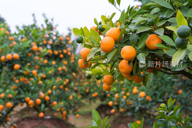 金桔，越南农历新年的象征。几乎每家每户的春节必备物品都包括桃“hoa dao”和金橘